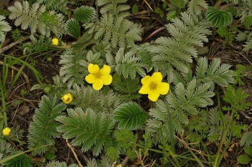 Close up of a common silverweed or silver cinquefoil, Potentilla anserina with yellow flowers