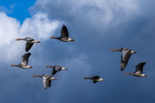 A beautiful shot of greylag geese in the cloudy skies