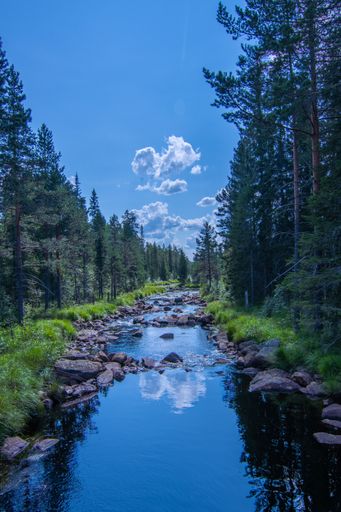 A vertical shot of a lake in a forest under the cloudy skies during the day