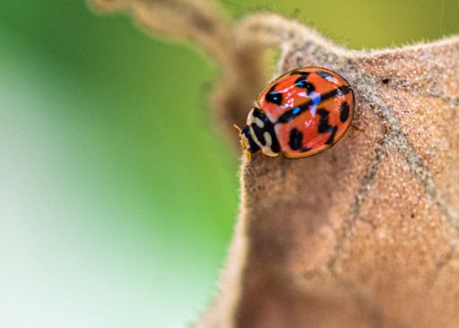 A macro shot of a ladybug on a dry leaf resting with green blurred background