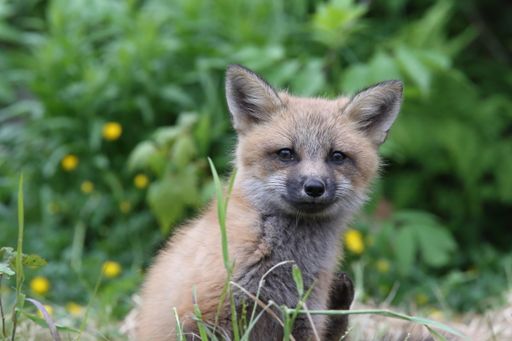 A beautiful shot of a little fox in a garden during the day