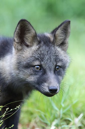 A vertical shot of a little fox in a garden during the day