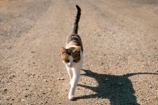 A closeup of a black and brown European cat walking under sunlight