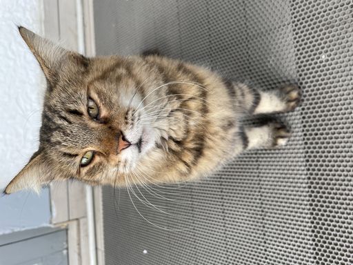 A closeup shot of a beautiful cat looking into the camera