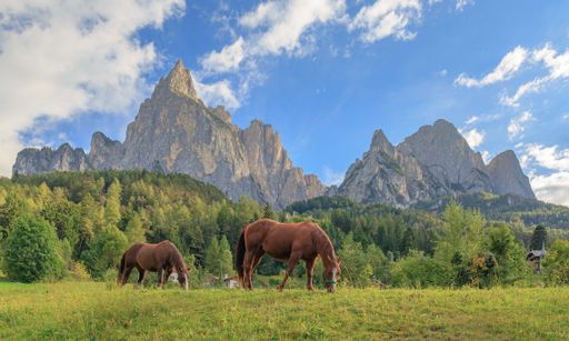 A low angle view of horses grazing at the field with a beautiful view of the mountains