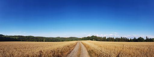 A panoramic shot of a road between dried cornfield under a blue sky