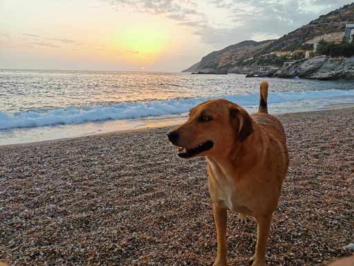 A cute dog on a beach at sunset