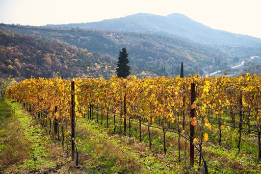 Autumn colored vineyard on a hillside in Colli Euganei, Italy