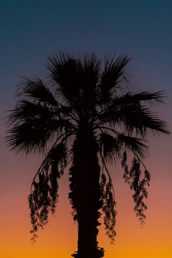 A vertical silhouette of a palm tree in a sunset sky