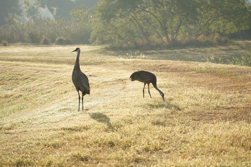 A closeup shot of two hooded cranes in the field on a sunny day