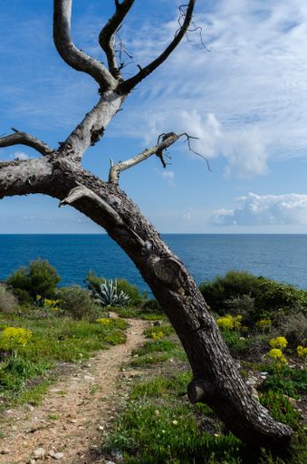 A vertical shot of a bare tree on the ground covered in the grass surrounded by the sea at daytime