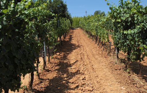 A view of a vineyard captured on a bright sunny day in Tuscany, Italy