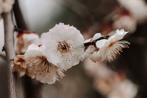 A selective focus shot of white blossoms on an apricot tree