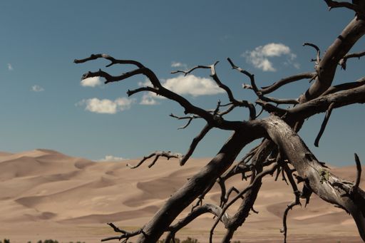 A beautiful view of a dead tree in sand dunes