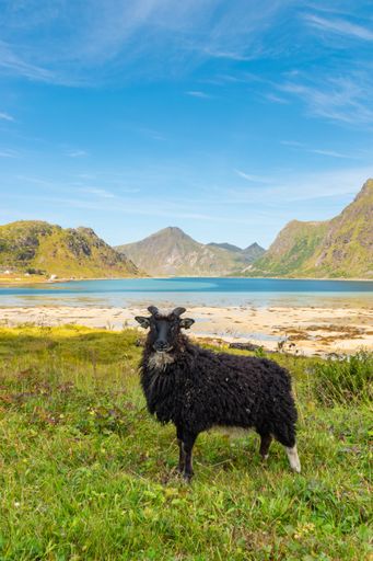 A vertical shot of a black sheep grazing on the meadows in Flakstad, Lofoten Islands, Norway