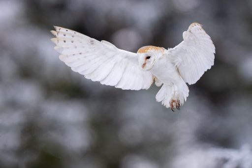 A selective focus of a flying white owl against a blurred background