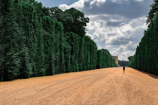 A beautiful view of a person walking in the park with huge, tall trees under the cloudy sky