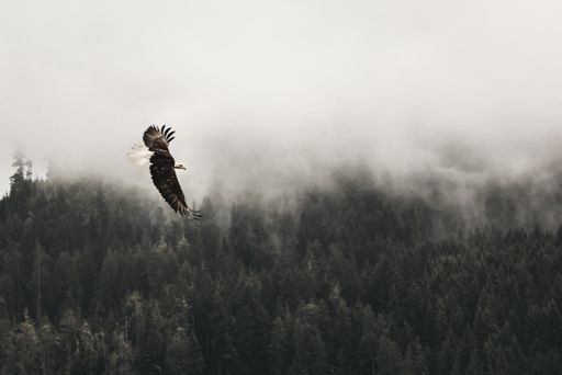 A beautiful shot of a bald eagle flying above the forest with fog