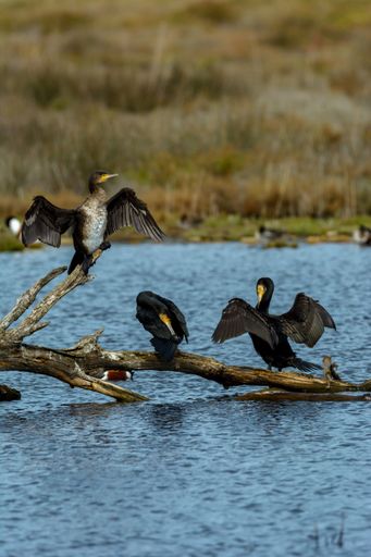A flock of cormorant birds on the salt lake in Albufera Mallorca, Balearic Islands, Spain