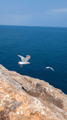 A vertical shot of seagulls flying to the sea from the cliff