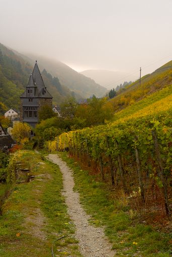 A hilly vineyard landscape and a tower in the middle ground on a misty day