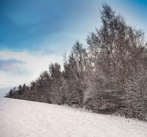 A beautiful view of tall trees in a forest that are covered in snow during winter season