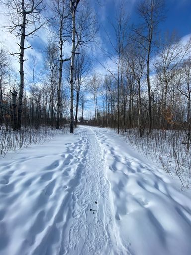 A vertical shot of a narrow pathway surrounded by dry trees on a snowy winter day