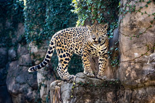 A closeup shot of a jaguar on the edge of a rocky cliff