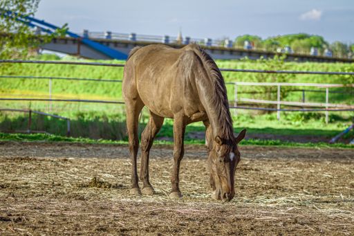 A closeup shot of a brown horse eating grass with greenery on the background
