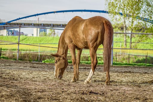 A closeup shot of a brown horse eating grass with greenery on the background