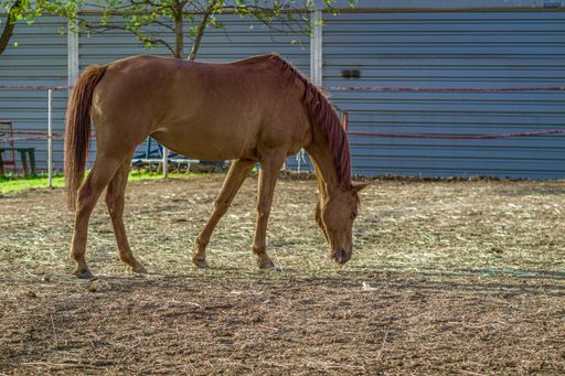 A closeup shot of a brown horse eating grass with a fence on the background