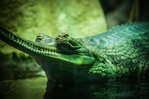 A closeup selective focus shot of a green alligator on the body of water