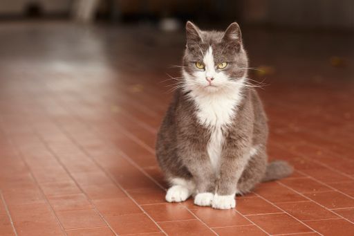 Gray cat sitting down to rest while looking around
