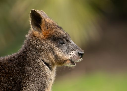A selective focus shot of a wallaby