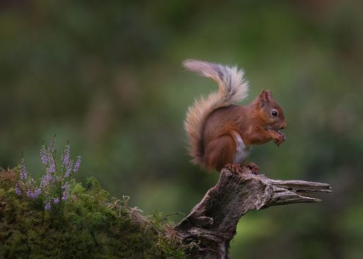A happy Red Squirrel munching his way through  a hazel nut
