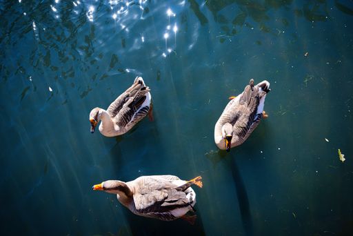 A top view of three ducks swimming in the water
