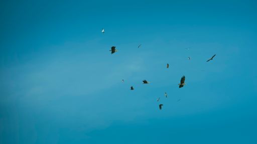 A group of griffon vultures flying in a clear sky