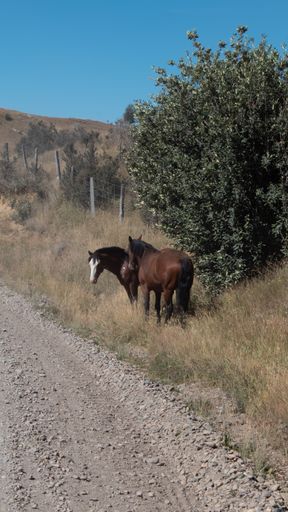 A vertical shot of two Caballos horses standing on the side of a road near a tree in a countryside