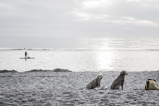 A beautiful shot of two cute adorable dogs sitting on the sandy beach near a bag