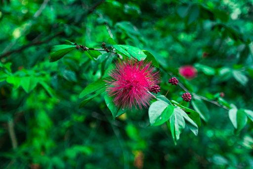 A selective focus shot of a pink powder puff flower on a tree captured in Waimea Valley, Oahu, Hawaii