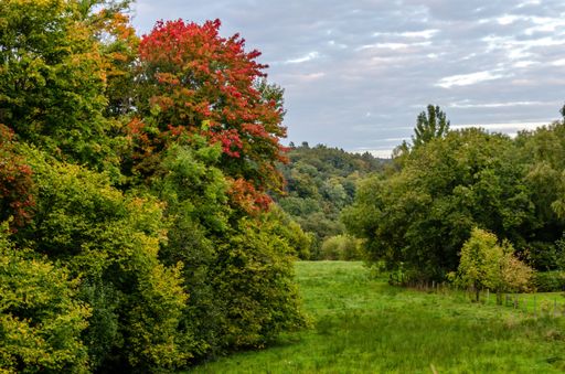A landscape of a field covered in greenery under a cloudy sky at daytime