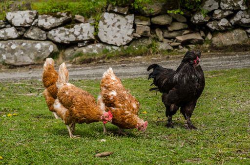 A closeup shot of chickens on the ground covered in greenery surrounded by rocks under the sunlight