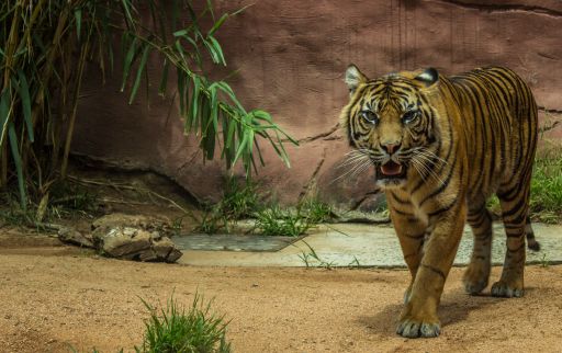 A beautiful striped tiger walking around in a zoo