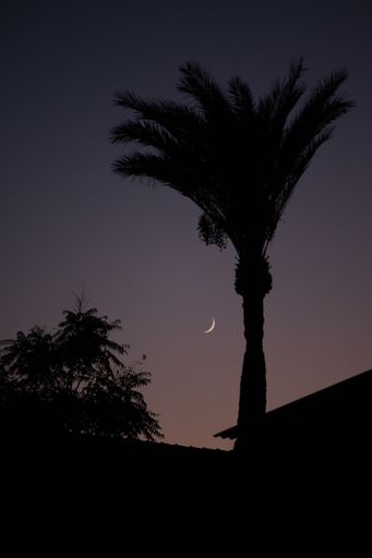 A vertical shot of the eclipse in the sky over the silhouettes of palm trees