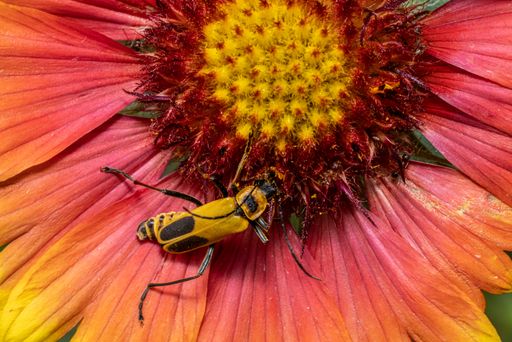 A macro shot of a yellow bug on a beautiful flower in a gard
