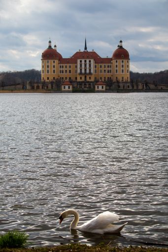 A beautiful view of a swan in a lake with the famous Moritzburg Castle in Saxony, Germany