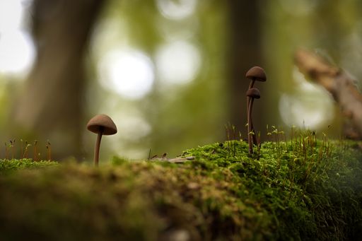 A selective focus of mushrooms growing on moss in the forest
