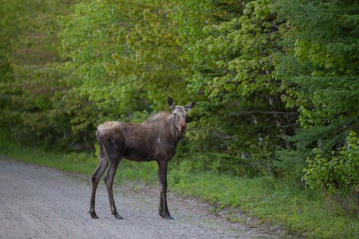 A beautiful shot of a deer on a road leading to a forest during the day