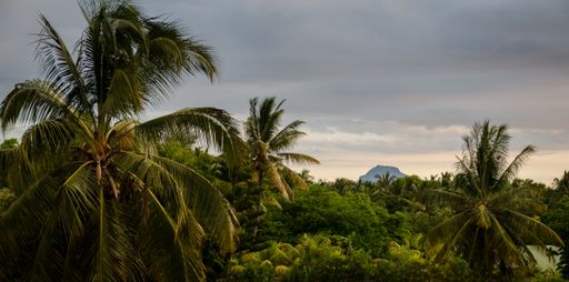 A beautiful view of a tropical forest with palm trees in Mauritius
