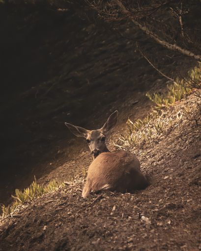 A vertical shot of a cute deer laying on the ground in the forest